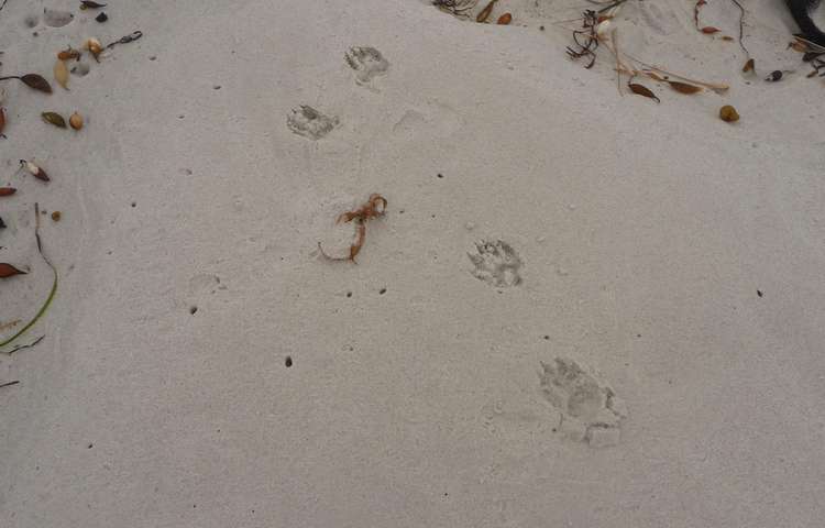 early morning wildlife sand prints