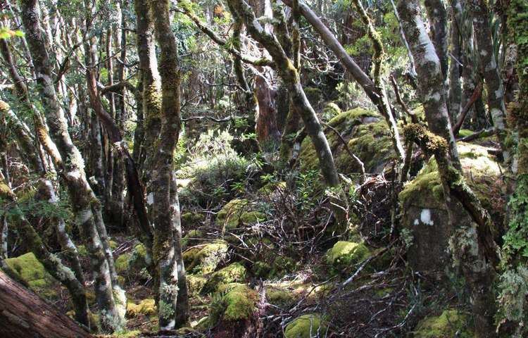 Ancient Myrtle Rainforest