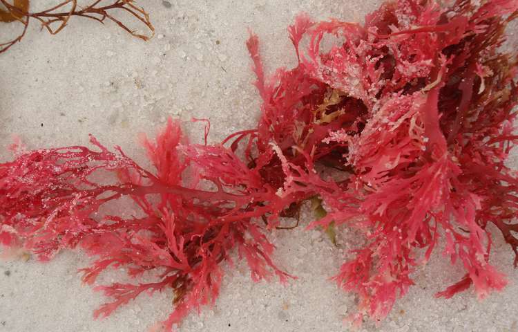 Colorful seaweed