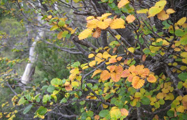 Fagus in Autumn tones