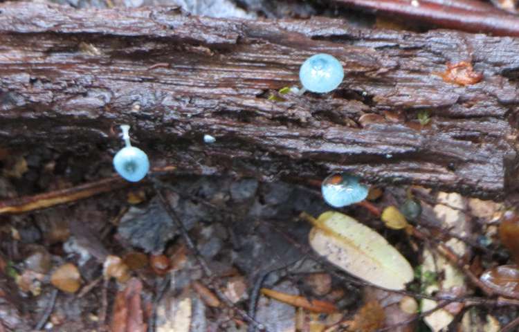 Delicate mushrooms