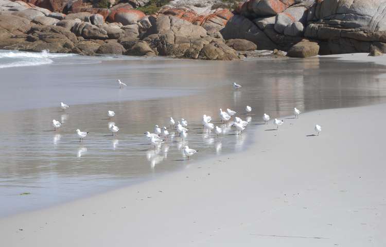 birds on the beach
