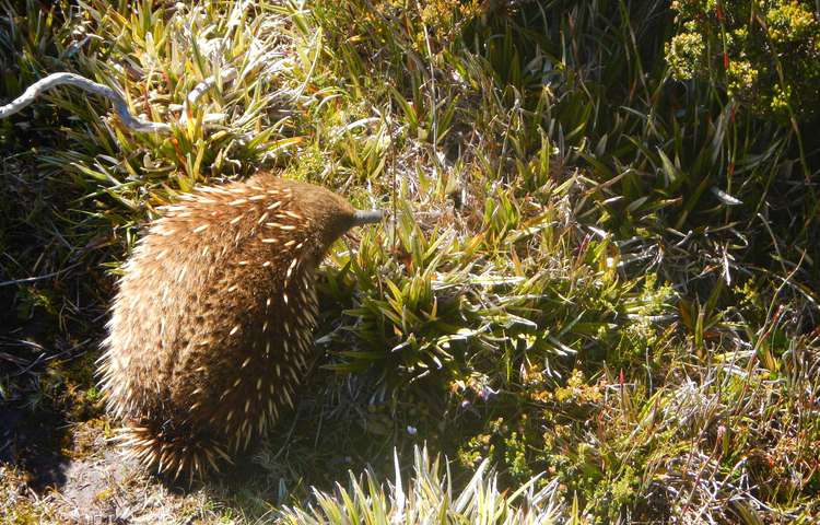 Echidna! 