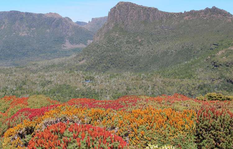 Scoparia on Mt Doris