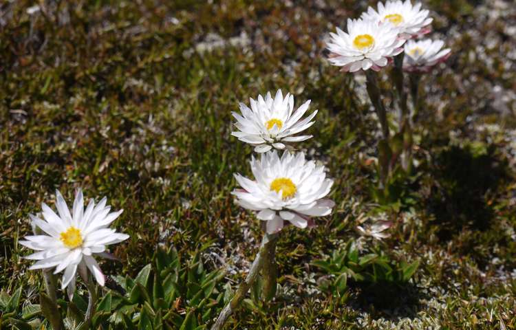 Wildflowers