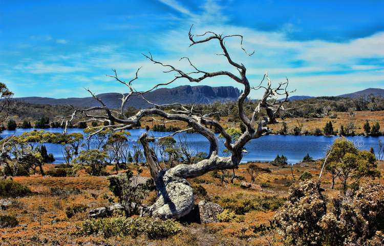 Tree art with Lake Windermere in the back ground
