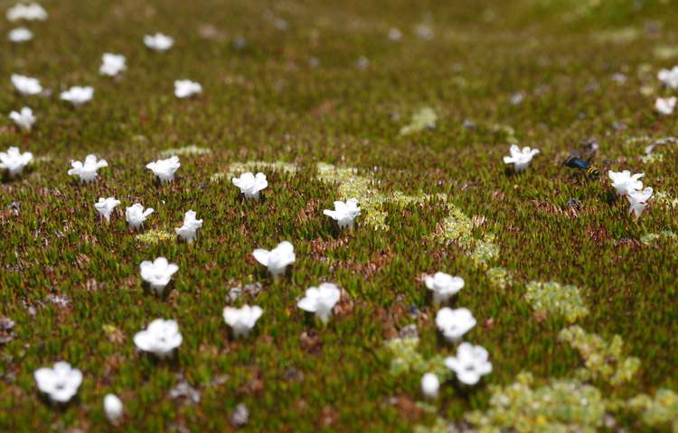 Cushion plant flowers