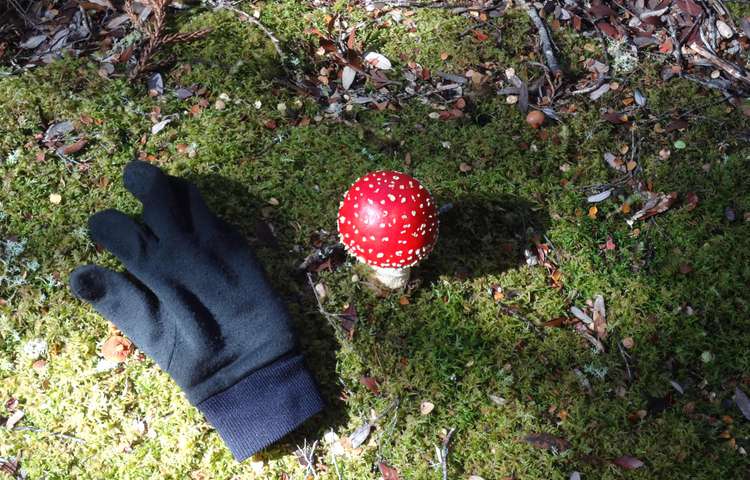 Spectaular fungi