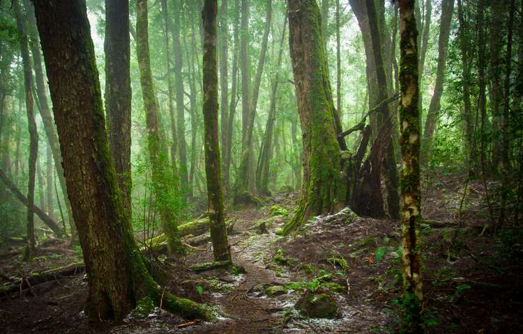Overland Track