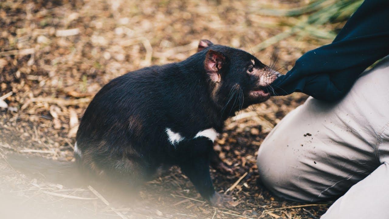 Supporting our Tasmanian wildlife
