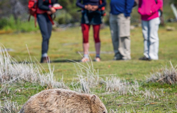 Guests looking at the animals at Wineglass Bay