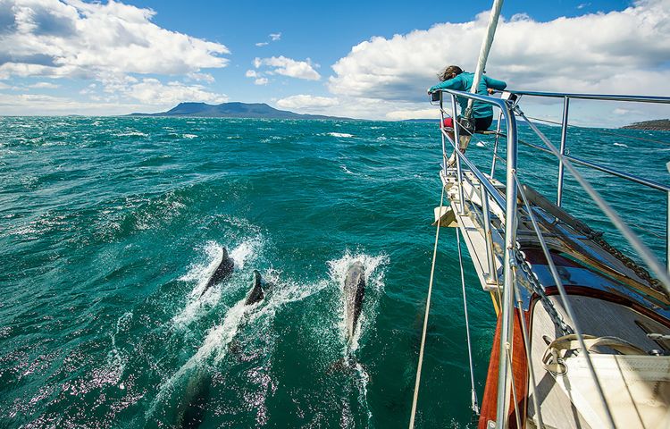 Dolphins and sailboat at wineglass Bay