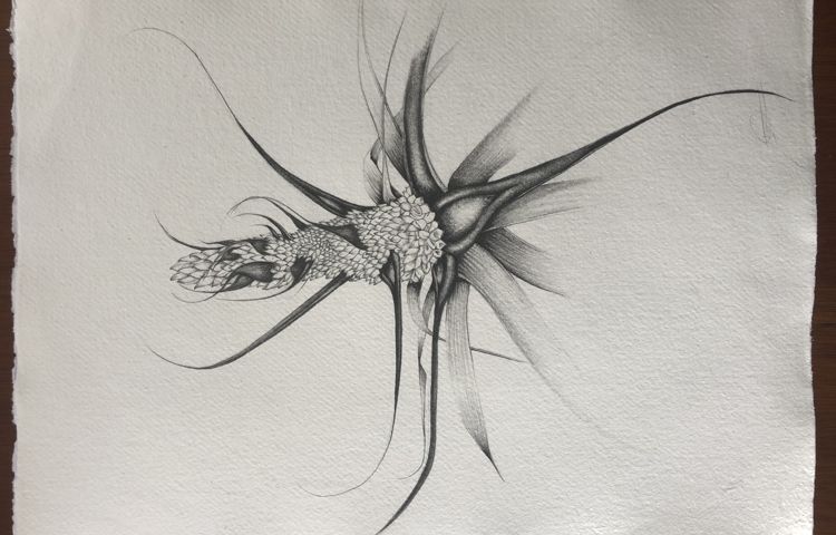 Richea dracophylla by Danah Leary