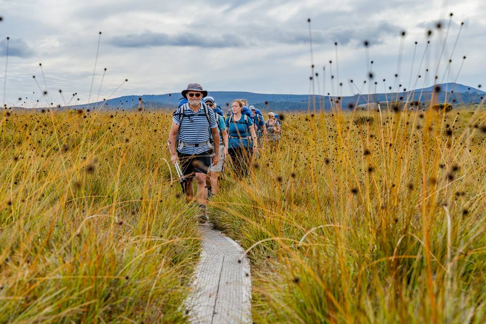 Walkers walking through plants on Cradle Mountain