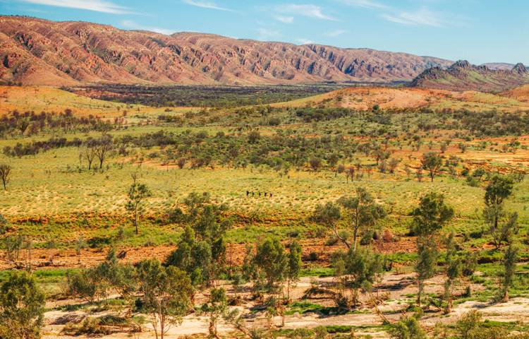 Guest walking through Ormiston Gorge on Larapinta Trail walk