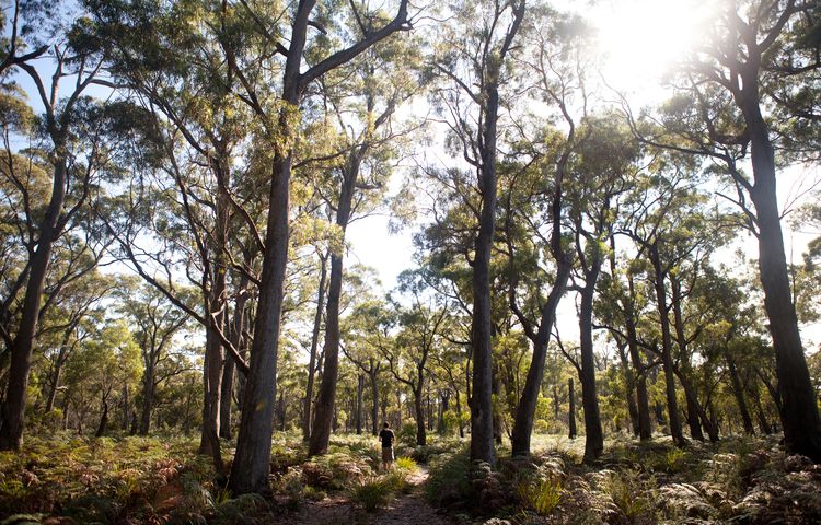 bay of fires forest