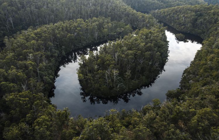 River, forest