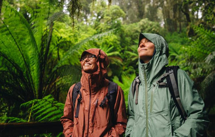 forest, guests, walk, nature