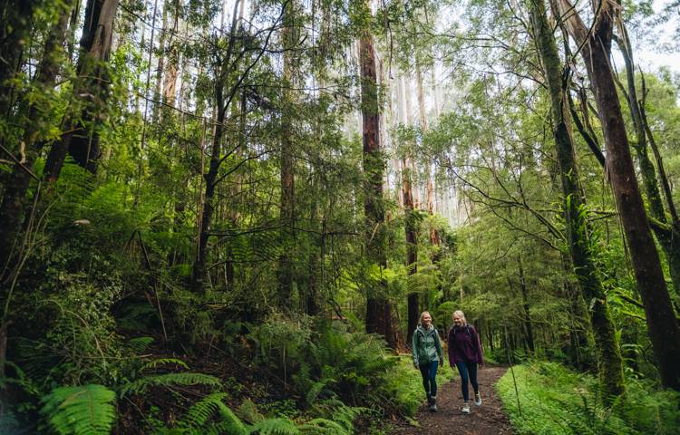 guests, trees, walkers