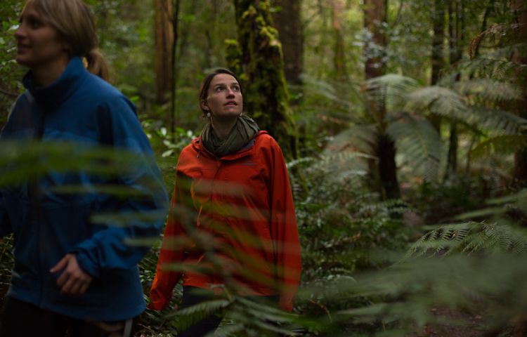 Bruny Island guided walking, rainforest