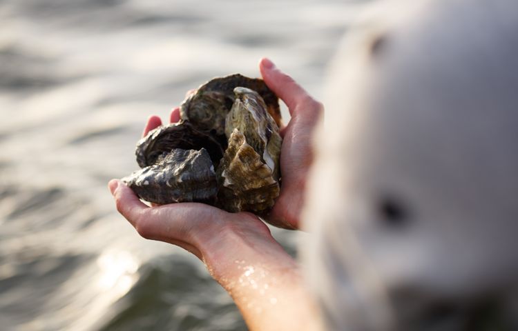 Bruny Island fresh oysters from sea