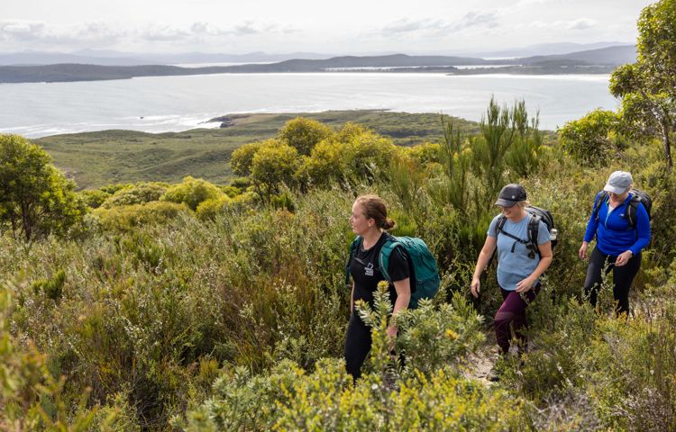 Guests hiking through the bush on Bruny Island
