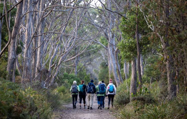 Guests walking through the trees on Bruny Island Lodge Walk