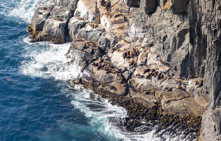 Cliffs and ocean at Three Capes