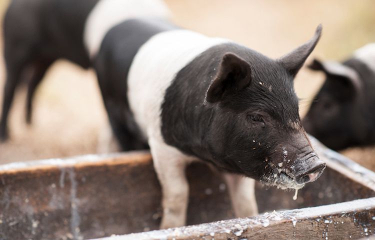 Fat Pig Farm baby pig