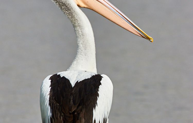 Australian Pelican by Cindy Marple