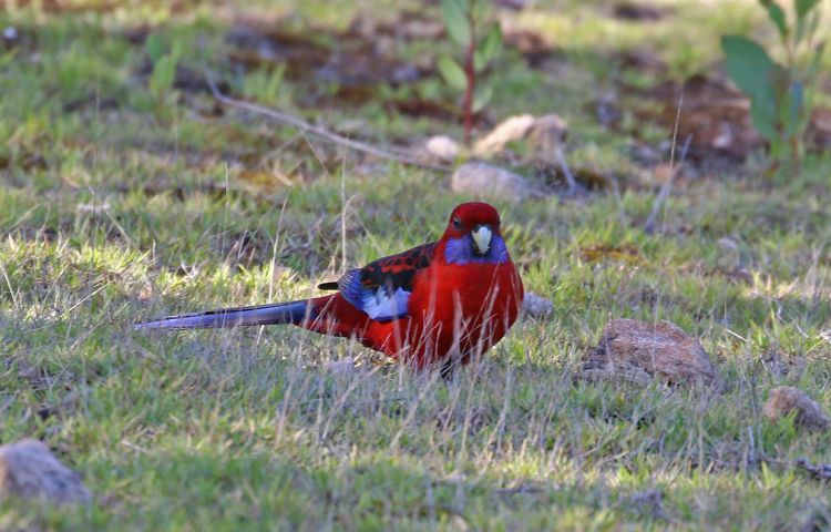 Crimson Rosella KI subspecies by Jenny Thynne