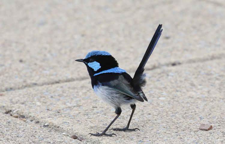 Superb blue wren KI subspecies by Jenny Thynne