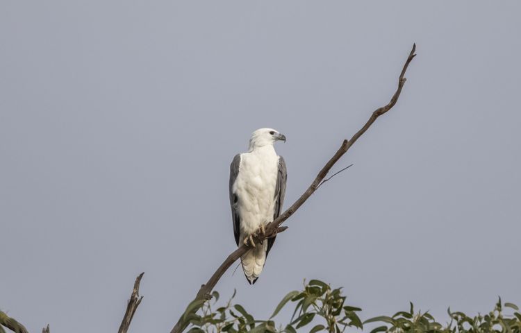 White-bellied Sea-Eagle by Pradeep Pandiyan