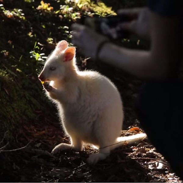 White Wallaby