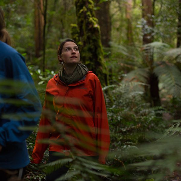 Rainforest Walk