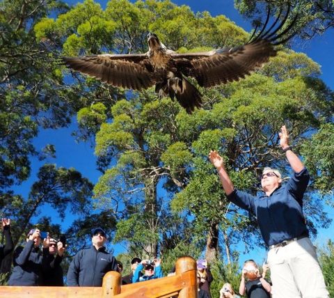 Raptor Rescue Tasmania