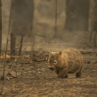 Bushfire Wombat