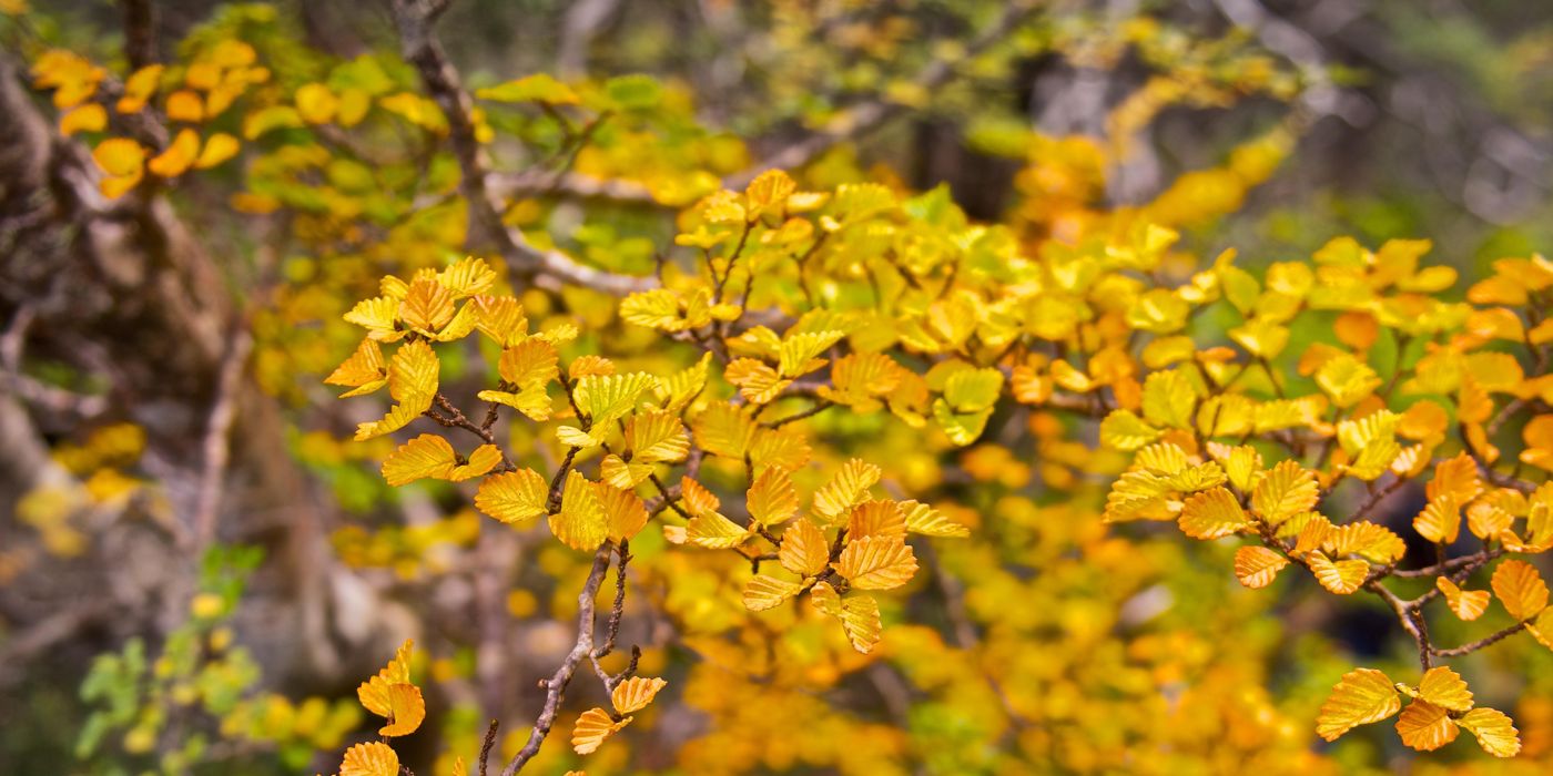 Cradle Mountain Autumn Botany Walk 2023 Recap