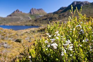 Th_Plants_B_210