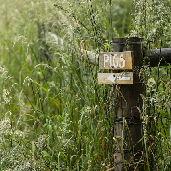 Pig Sign Long Grass Summer