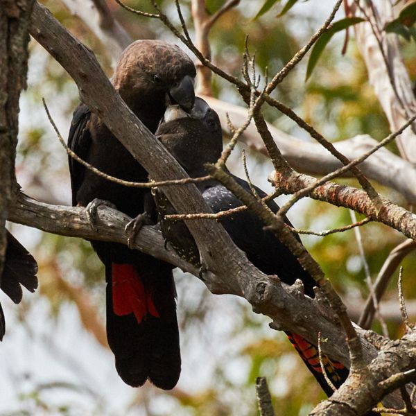 Cindy Marple Glossy Black Cockatoo 1