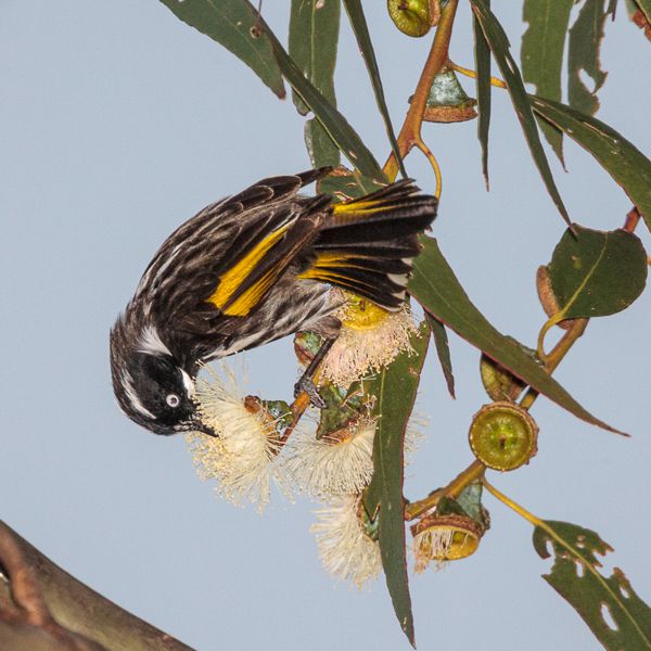 Brent Thompson New Holland Honeyeater