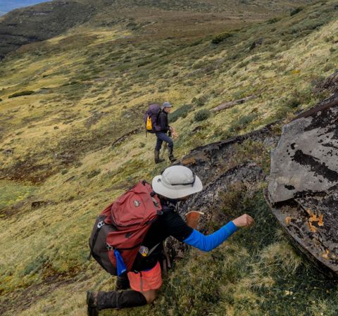 Seed collection walks with Tasmanian Walking Company