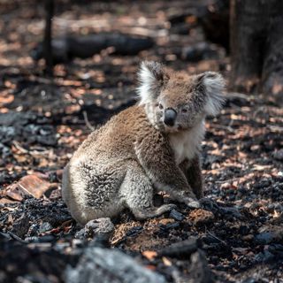 Victoria Wildlife
